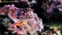 Freshwater Aquarium Fish _ Shrimp tank-hp1