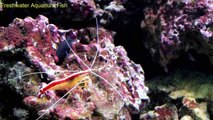 Freshwater Aquarium Fish _ Shrimp tank-hp