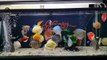 Freshwater Aquarium Fish _ aquarium beautiful discus of vietbacmedia-WB