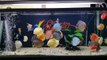 Freshwater Aquarium Fish _ aquarium beautiful discus of vietbacmedia-W