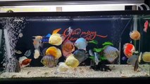 Freshwater Aquarium Fish _ aquarium beautiful discus of vietbacmedia-WB