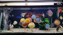 Freshwater Aquarium Fish _ aquarium beautiful discus of vietbacmedia-WB