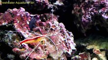 Freshwater Aquarium Fish _ Shrimp tank-hp