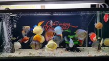Freshwater Aquarium Fish _ aquarium beautiful discus of vietbacmedia-WB2