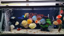 Freshwater Aquarium Fish _ aquarium beautiful discus of vietbacmedia-WB2