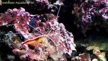 Freshwater Aquarium Fish _ Shrimp tank-hp1ry