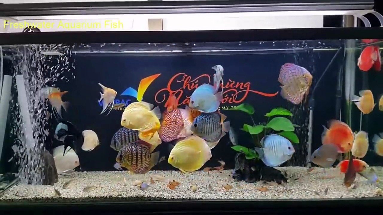 Freshwater Aquarium Fish _ aquarium beautiful discus of vietbacmedia-WB2yqcz