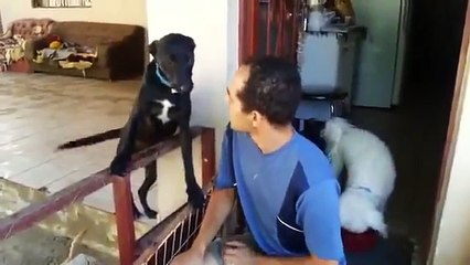 Video herunterladen: Canino culpado fez algo ruim. Confira como ele pede desculpas…Isso é MUUUUUITO FOFO!!