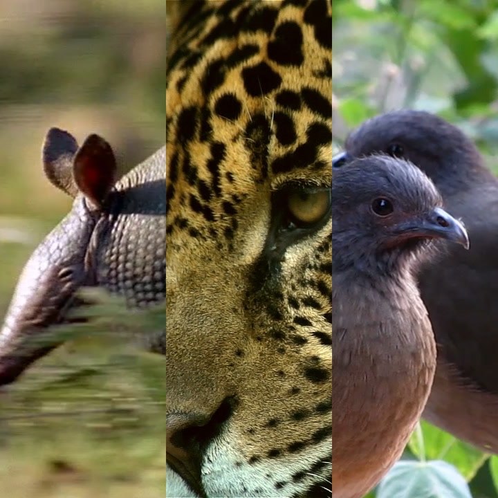Border wall also a disaster for animals  [Mic Archives]