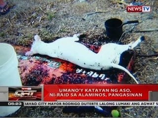 QRT: Umano'y katayan ng aso, ni-raid sa Alaminos, Pangasinan