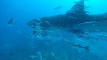 Huge Whale Shark Glides Past Divers in 'The Trench' Off West Palm Beach