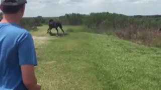Horse attacks gator in Payne's Prairie
