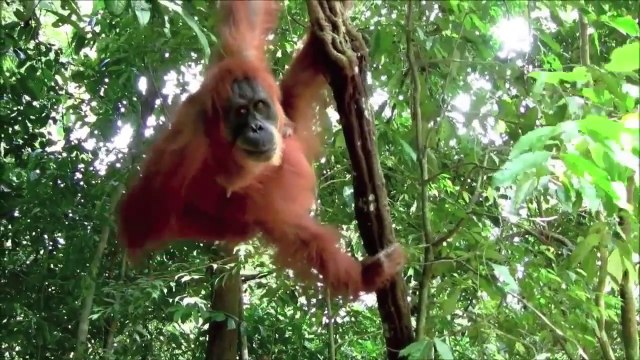 Sumatran orangutan (Pongo abelii) [Critically Endangered]