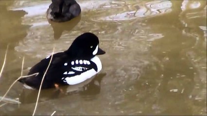 Barrow's goldeneye (Bucephala islandica)