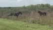 Horse Stomps on Alligator in Florida