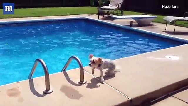 Dog panics when owner dips head underwater in Arizona _ Daily Mail Online
