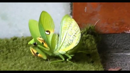 القطة ومباراة قوية بين القطة و السر عوف جديد 2017