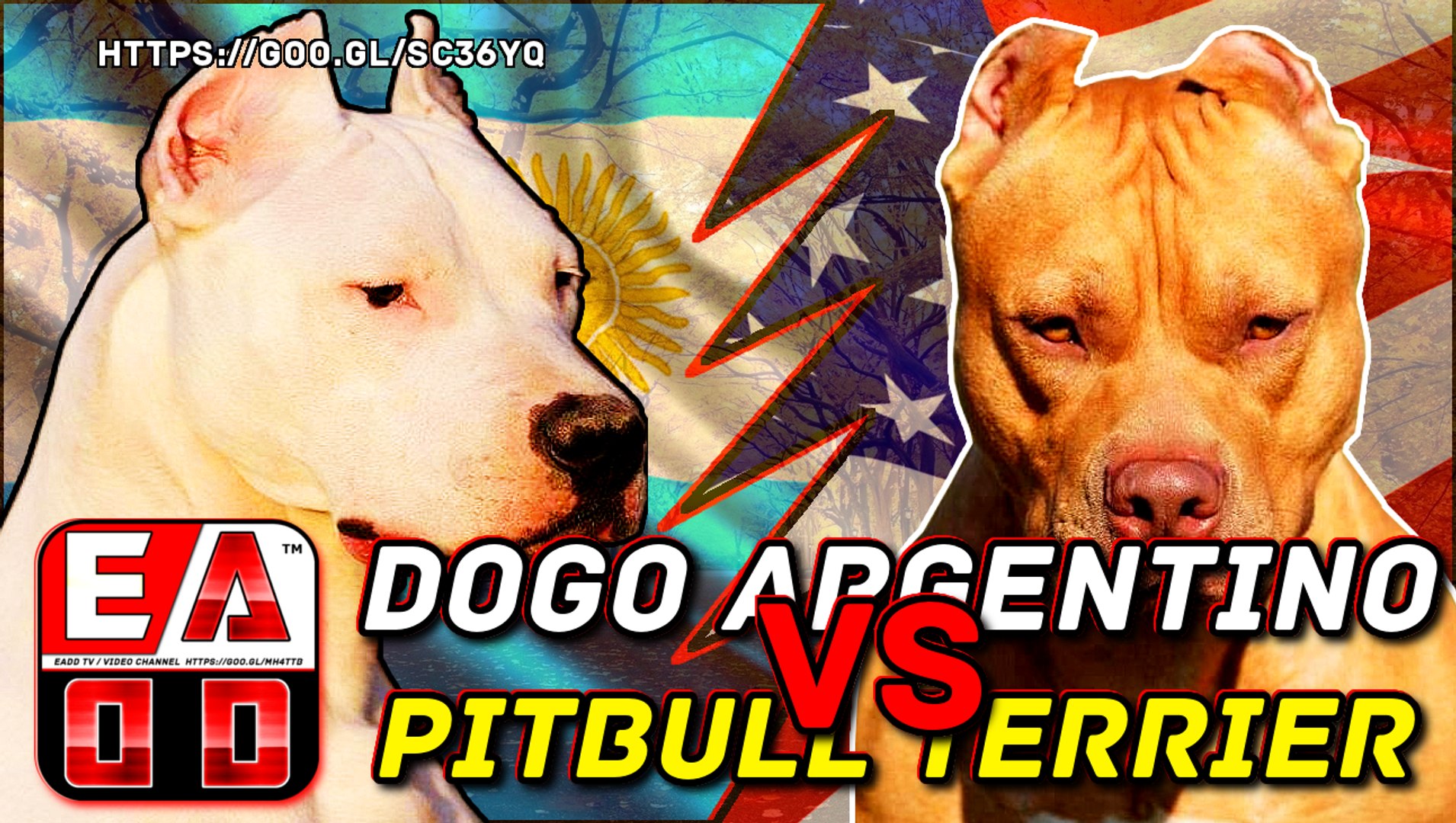 Dogo argentino vs Pitbull (Pelea a muerte hipotetica) Quien gana - Vídeo  Dailymotion