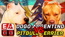 Dogo argentino vs Pitbull (Pelea a muerte hipotetica) Quien gana