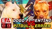 Dogo argentino vs Pitbull (Pelea a muerte hipotetica) Quien gana