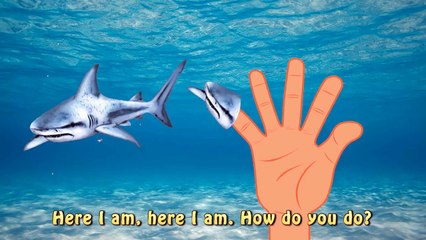 Finger Family Shark VS Shark Jaws Battle Meg
