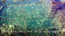 【糸満イカダ】 　施設映像　カーエー　オニヒラアジ　チヌ　イシガキダイ　沖縄釣りさぁ〜部 その２１