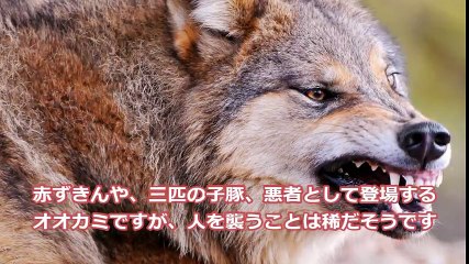 地球上で最も人間の命を奪っている殺人生物トップ10！