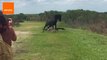 Horse Stomps on Alligator During Attack