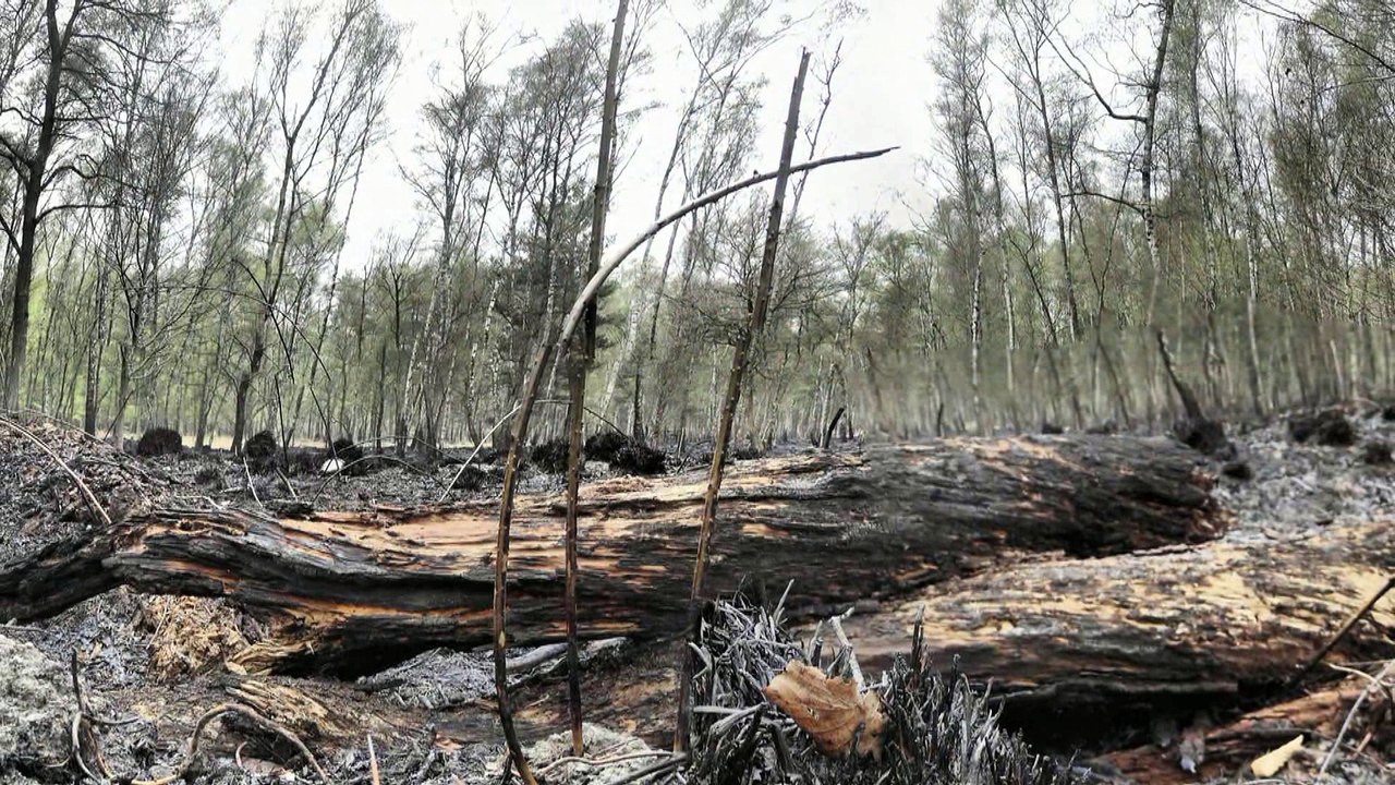 Wahner Heide Waldbrand April 2017 - Der Tag danach ...