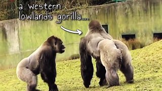 Meet the Gorilla Who Walks Upright Like a Man