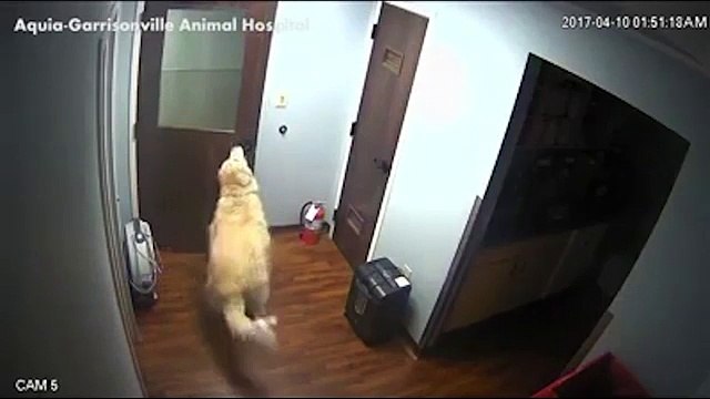 Pas moyen que je passe la nuit chez le véto moi.... Trop marrant le chien