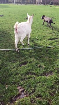 Ce chien et cette chevre sont meilleurs potes