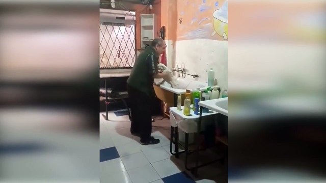 Ce toiletteur adore son boulot... Regardez le danser avec son chien