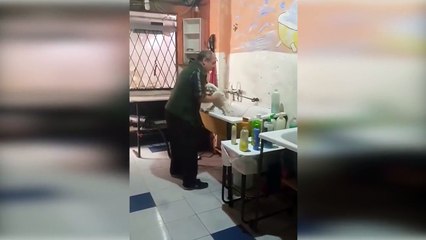 Ce toiletteur adore son boulot... Regardez le danser avec son chien