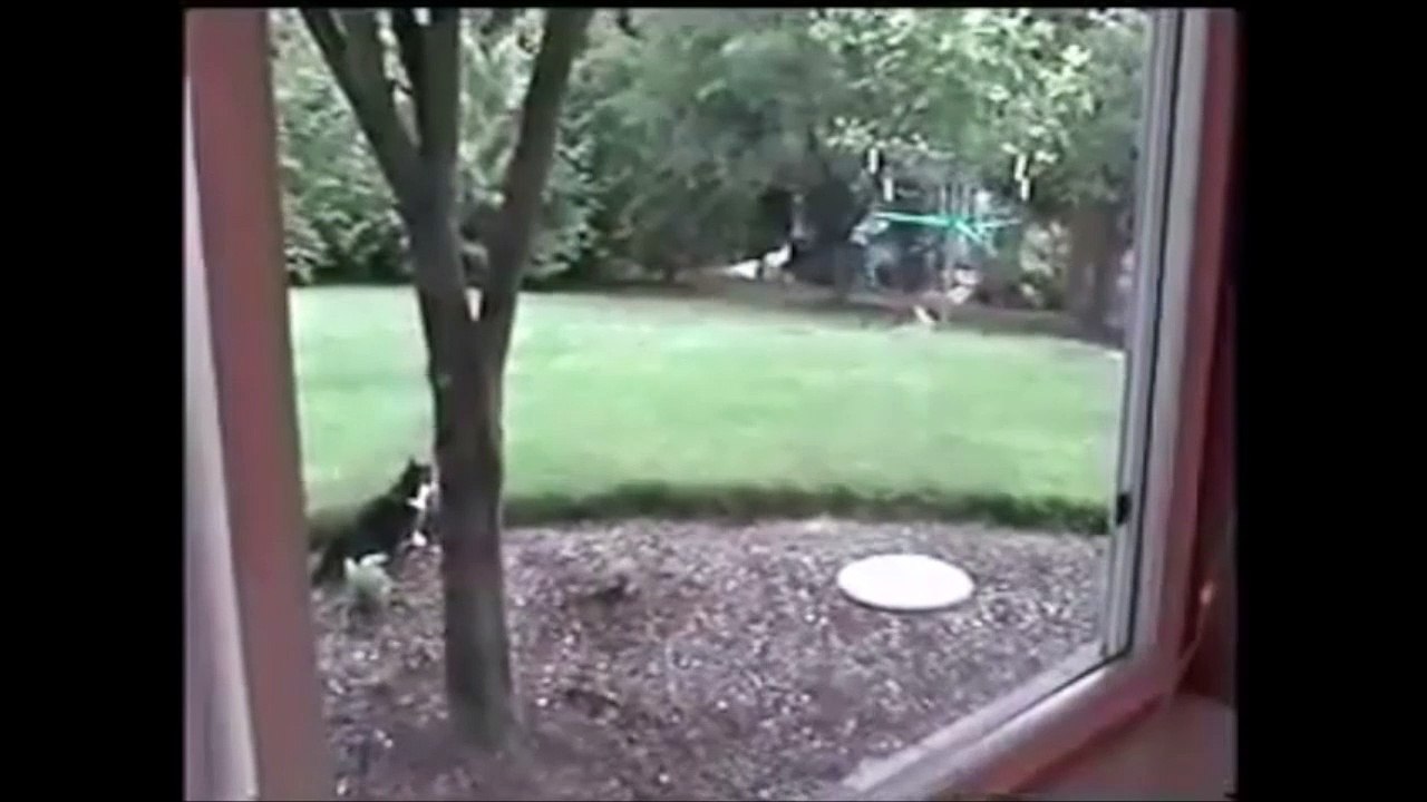 Ce lapin echappe à l'attaque d'un chat en mode kung fu!!!!