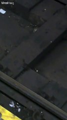 Les origines de Maitre Splinter des Tortues ninja... Ahaha