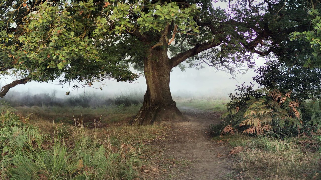 Troisdorf - Wahner Heide am Fliegenberg