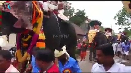 எட்டி மிதித்த யானை - அதிர்ச்சி வீடியோ