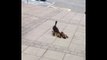 Cute Ducklings Follow Mama Duck to College Campus