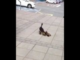 Cute Ducklings Follow Mama Duck to College Campus