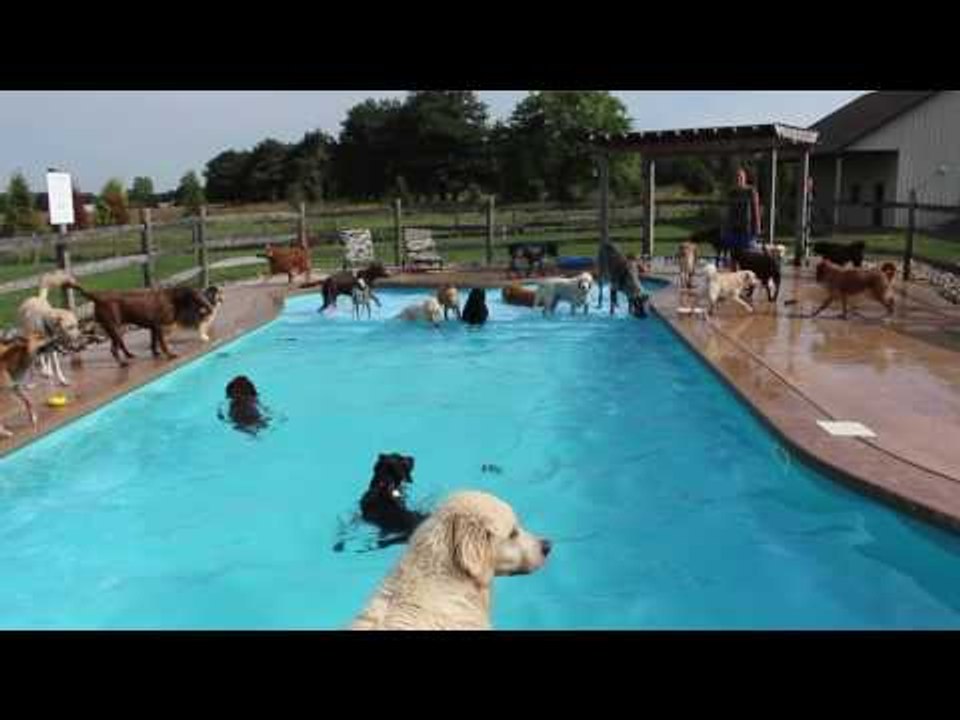 Doggy Daycare Doggos Enjoy a Dip in the Pool