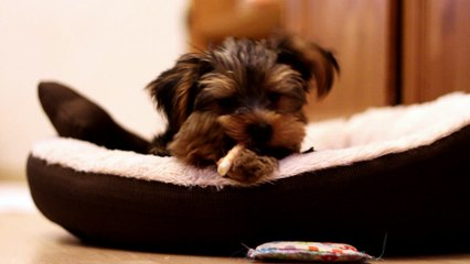 Yorkshire Terrier - Gib den Hund einen Knochen ...