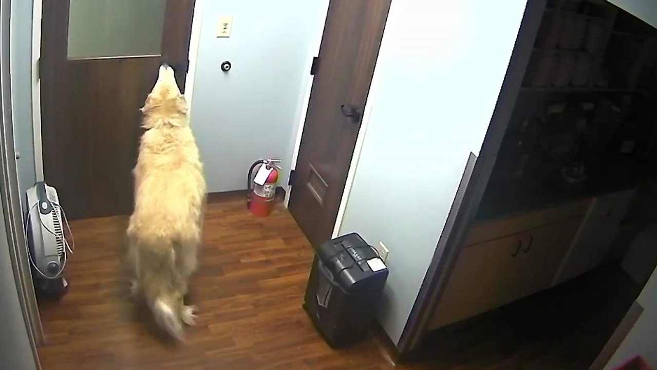 Un chien s'évade d'une clinique vétérinaire