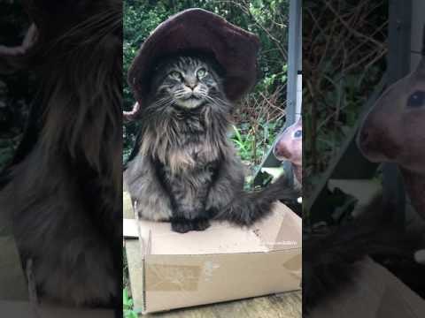Striking Cat Sits Perfectly Still Next to Easter Bunny
