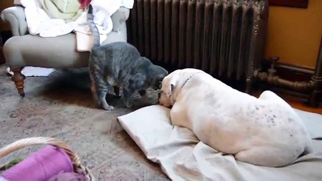 Ce chat a une adorable technique pour réveiller son ami chien. Vous allez craquer !