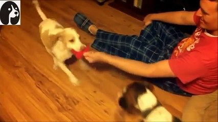 照井浩也　ぶちゃかわアニマル (9)