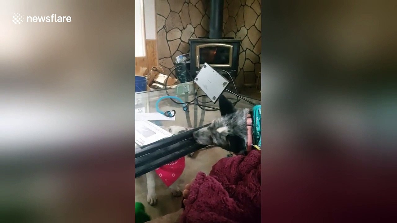 Dogs try to lick each other through table frame