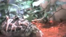 Ceratophrys cranwelli live　0930-1