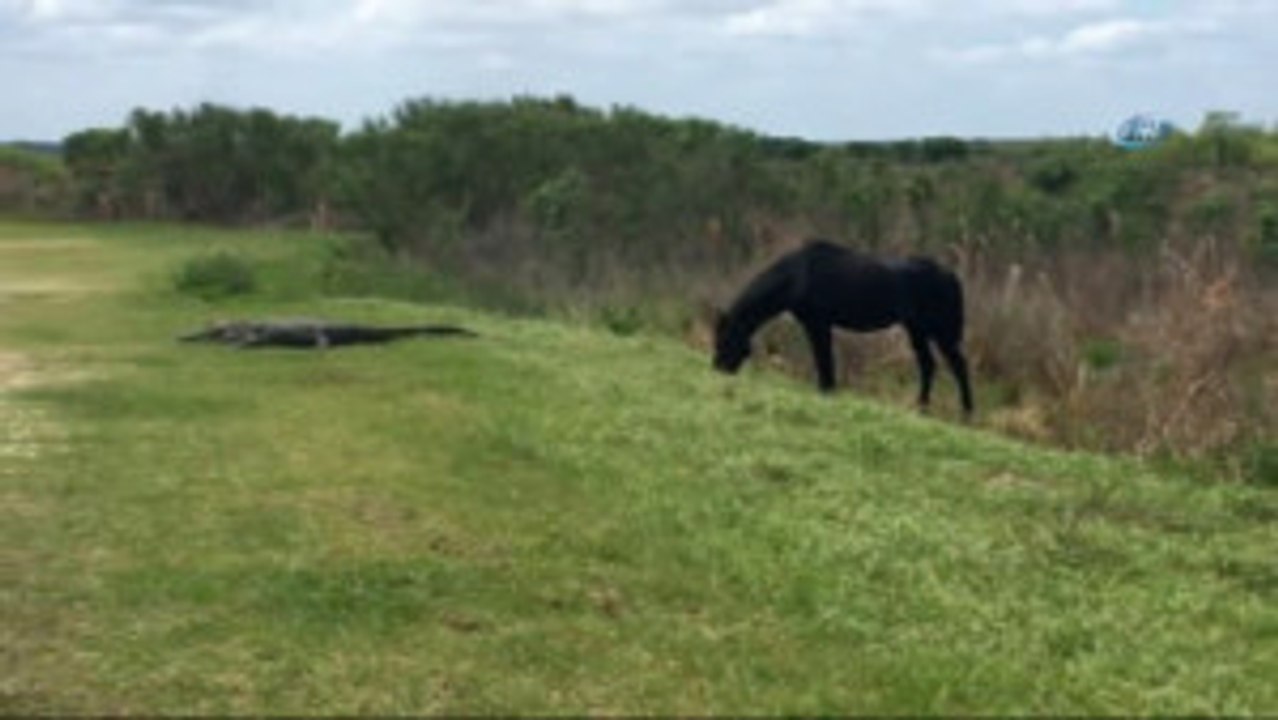 Florida'da Timsah ve Atın Nefes Kesen Mücadelesi