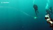 Divers encounter strange creature called sea salps in the Andaman Sea